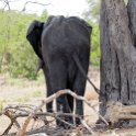 BWA NW Chobe 2016DEC04 NP 037 : 2016, 2016 - African Adventures, Africa, Botswana, Chobe National Park, Date, December, Month, Northwest, Places, Southern, Trips, Year
